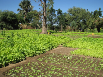 04 Jardin Maraicher Sur Une Ile